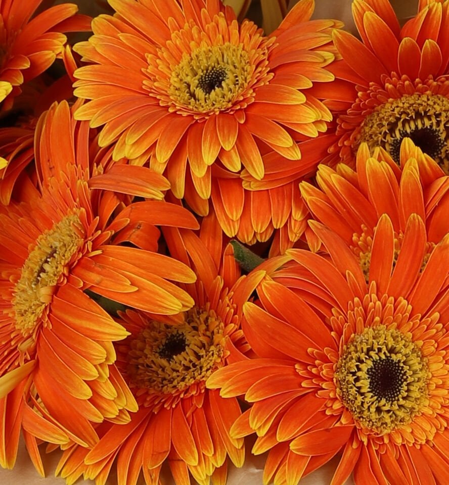 Turuncu Işık Gerbera Buketi