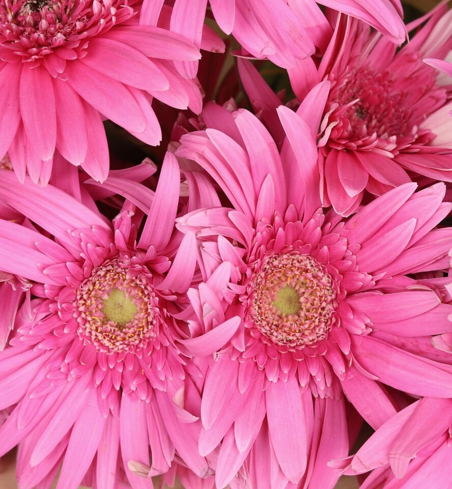 Fuşya Tutku Gerbera Buketi