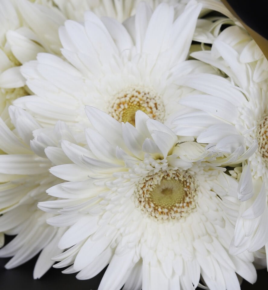 Saf Beyaz Gerbera Buketi