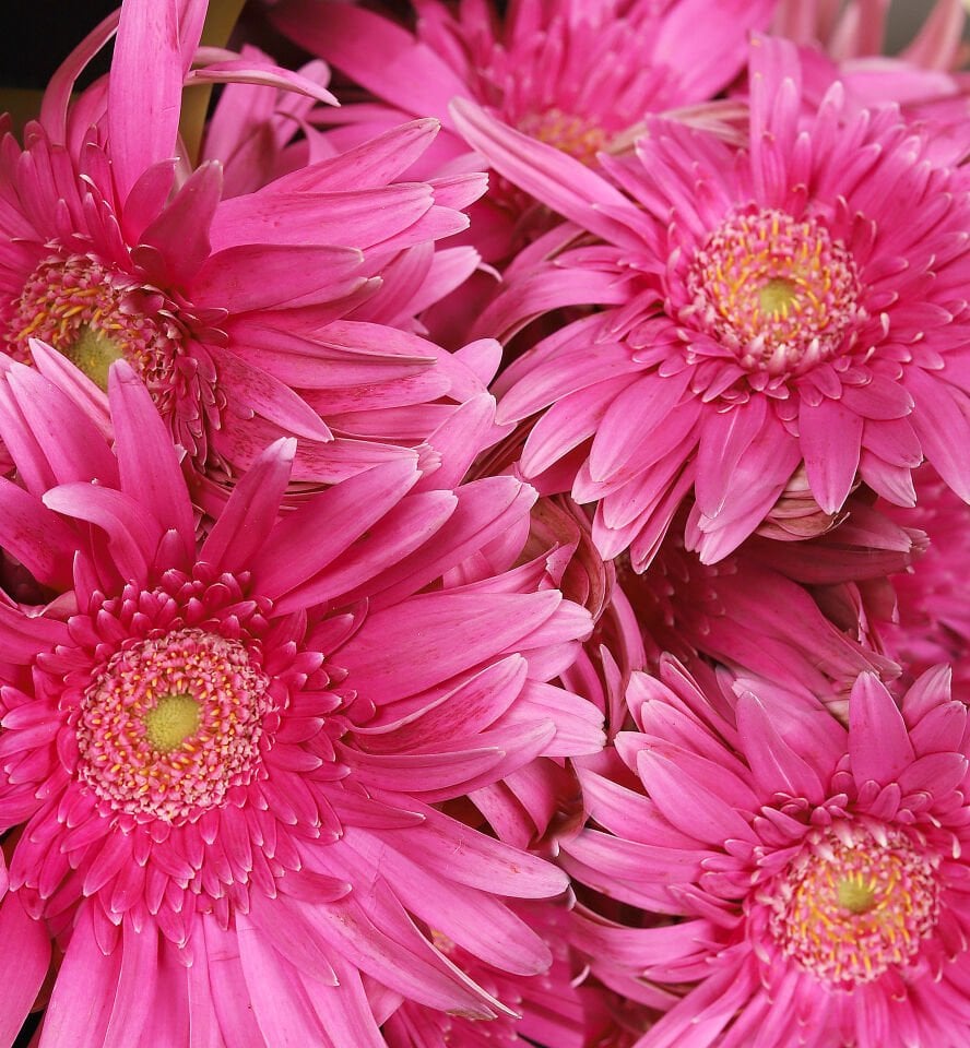 Fuşya Büyüsü Gerbera Buketi