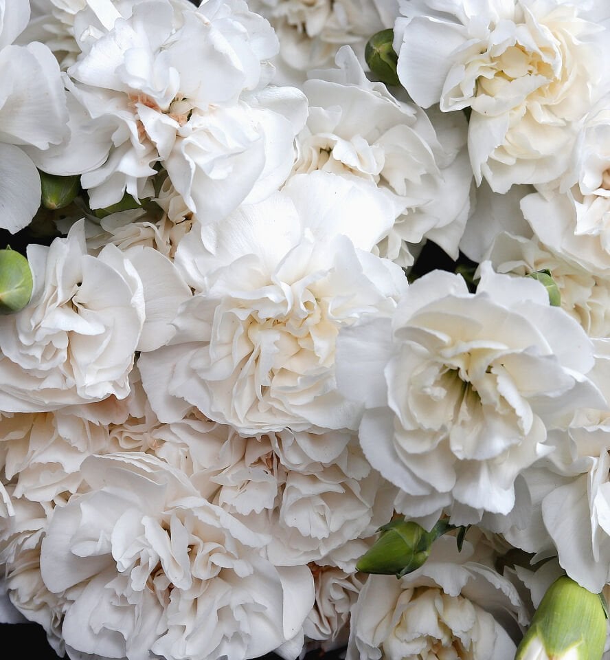 Beyaz Karanfil Buketi