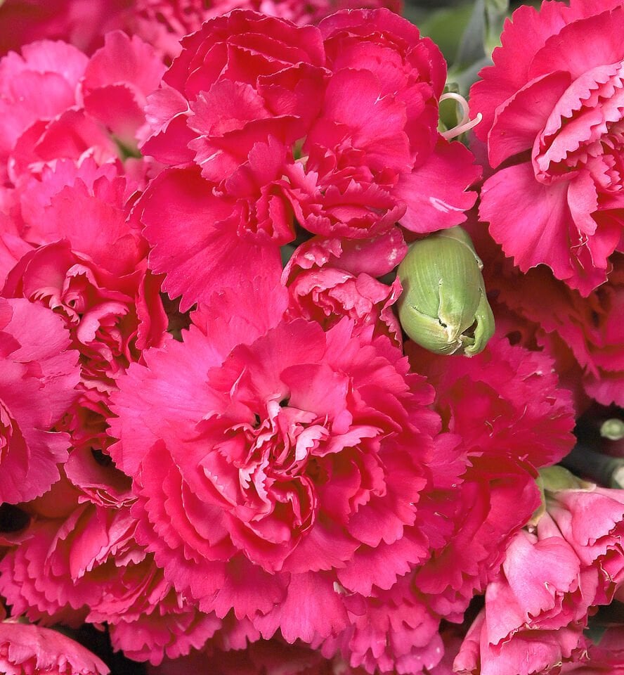 Canlı Fuşya Karanfil Buketi