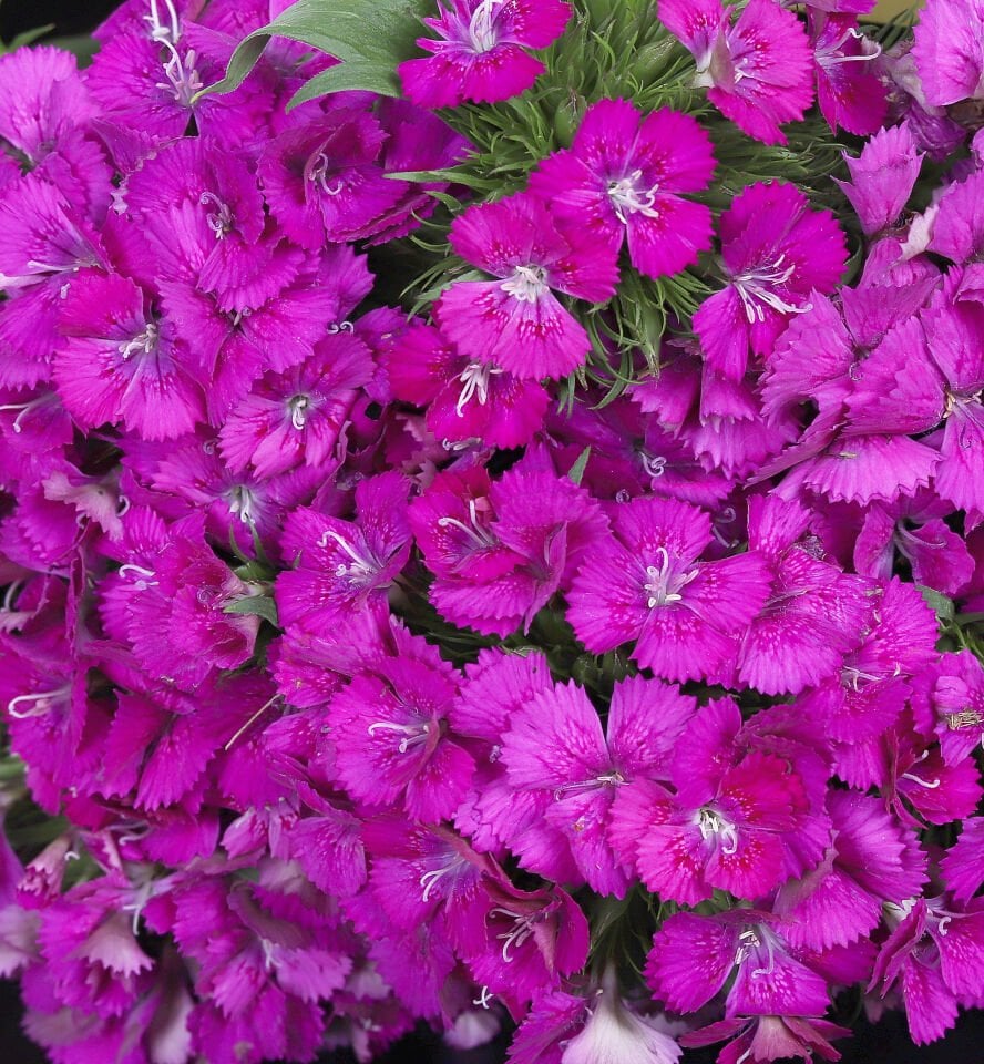 Mor Hüsnüyusuf Buketi