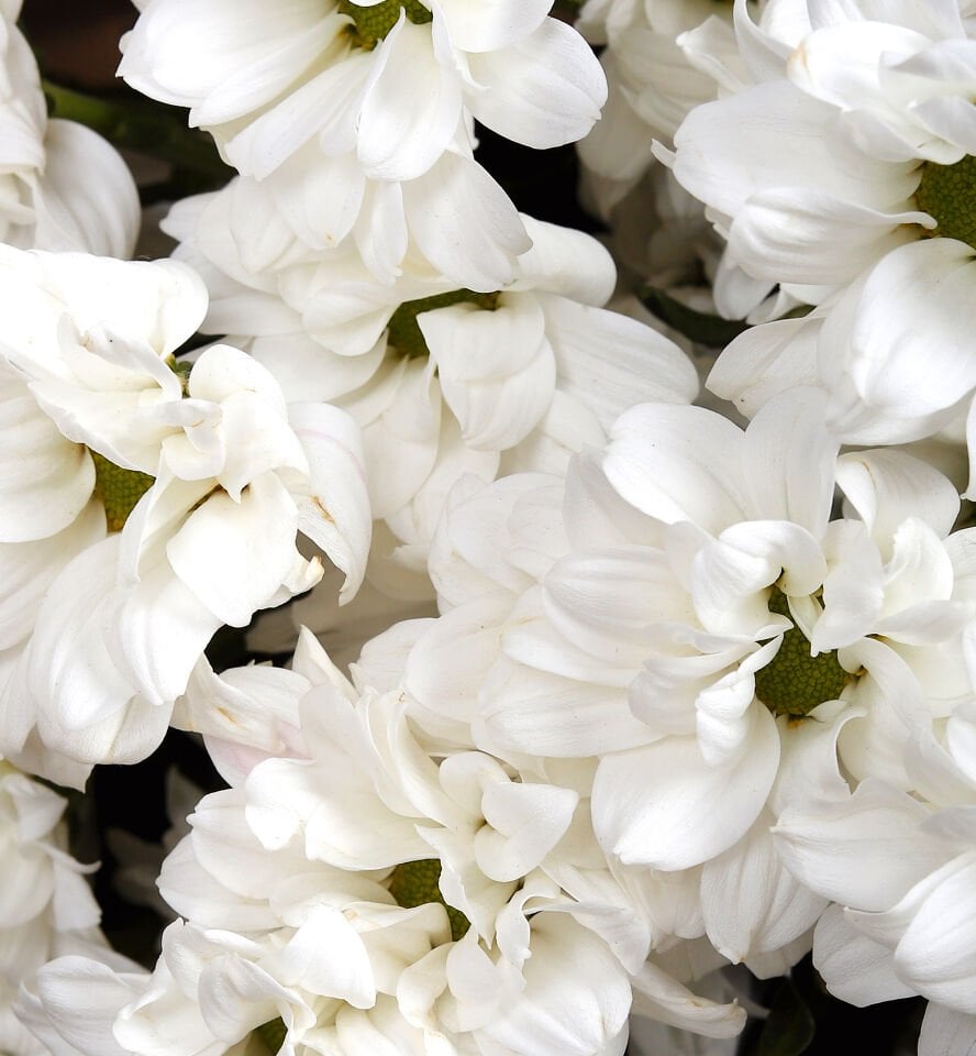 Saf Beyaz  Papatya Buketi