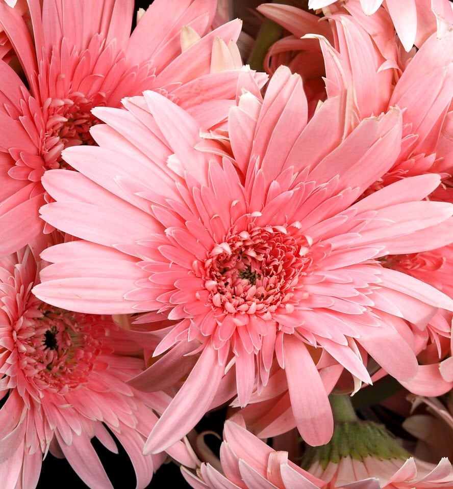 Pudra Pembe Gerbera Buketi