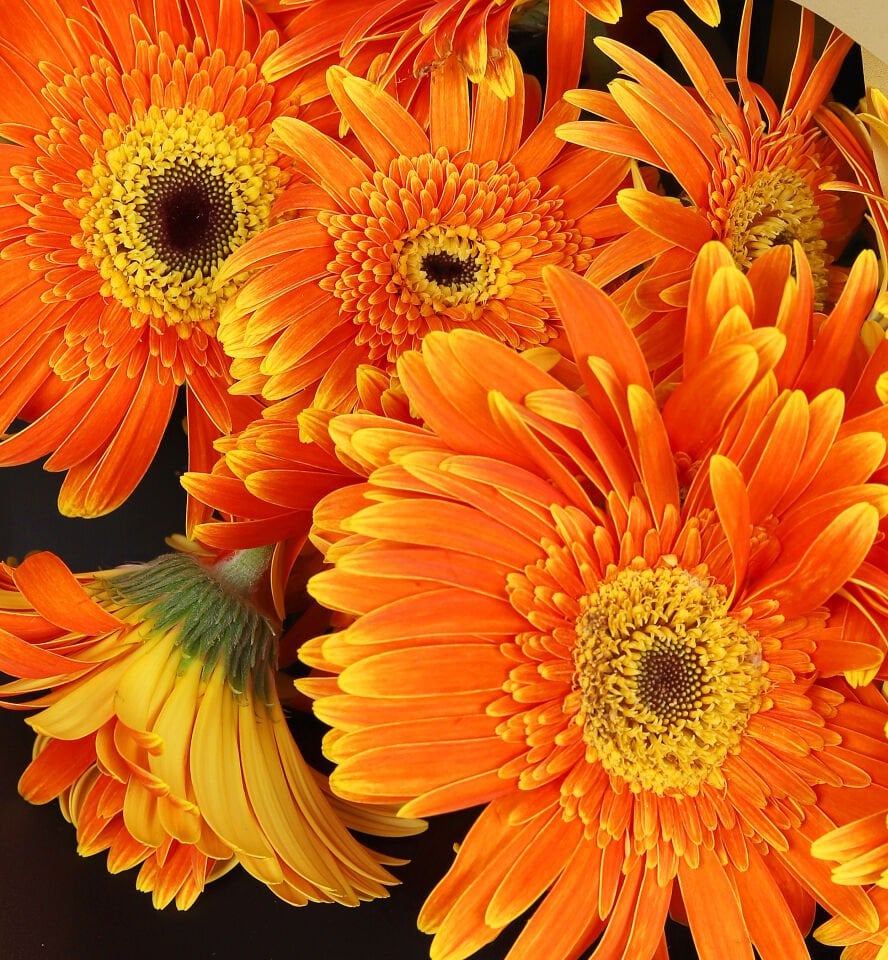 Turuncu Gerbera Buketi