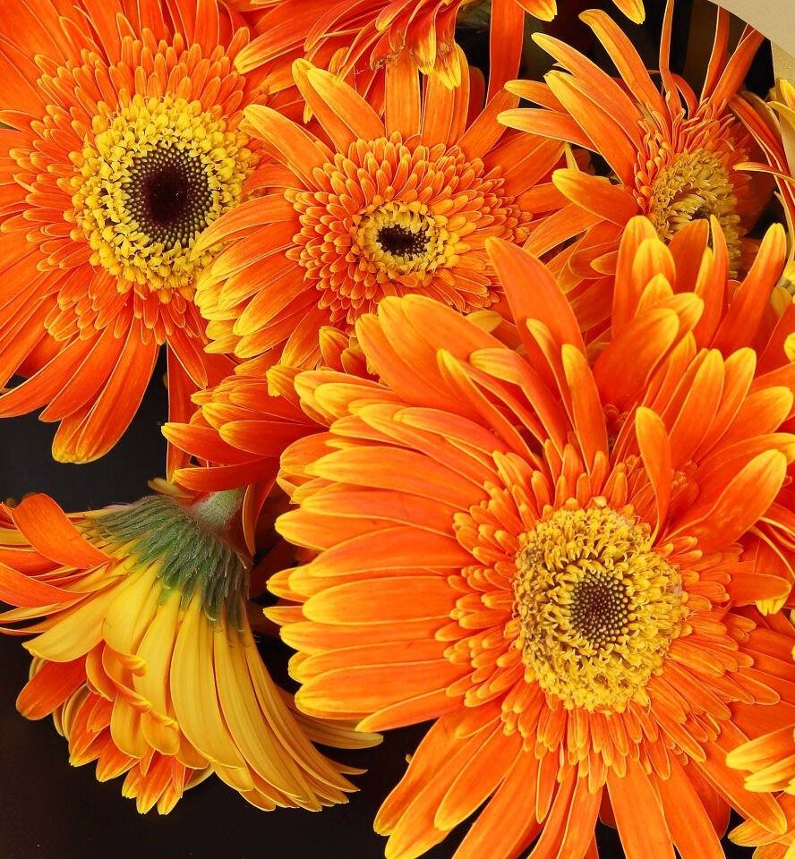 Turuncu Gerbera Buketi