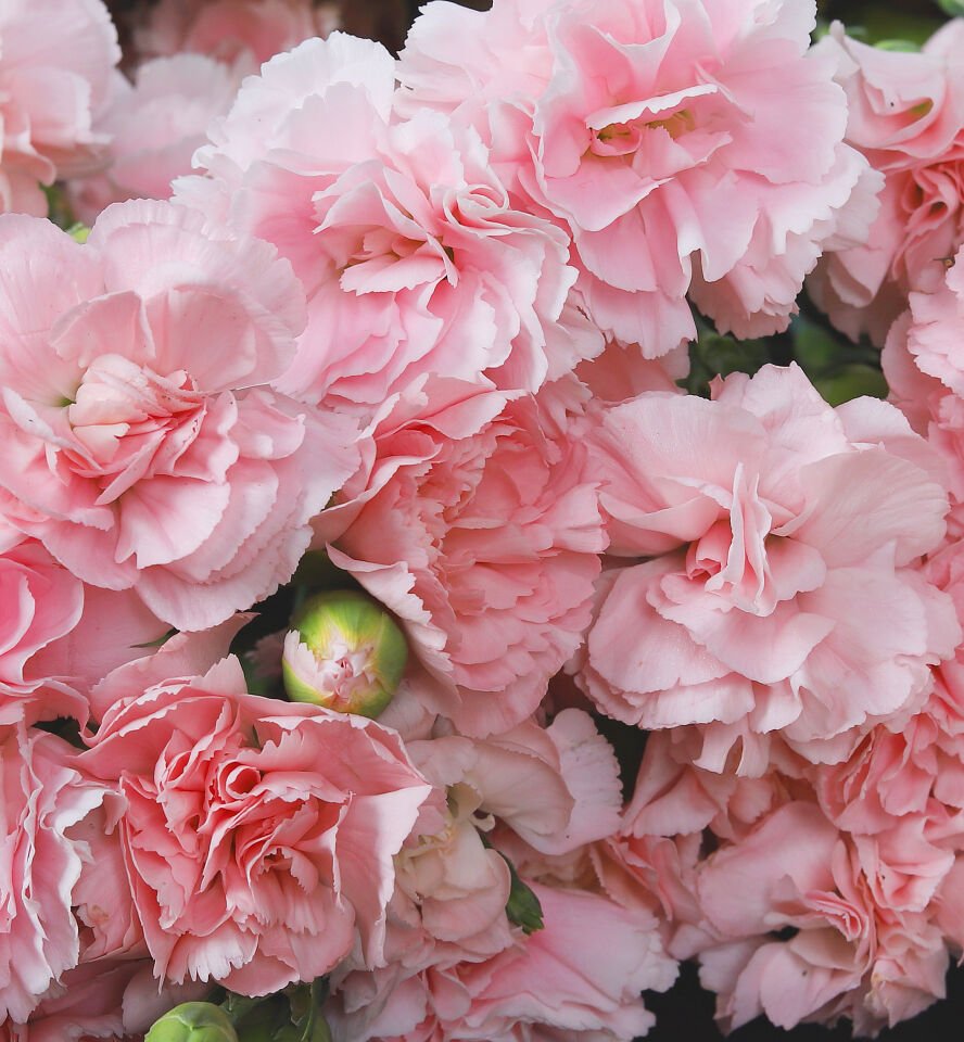 Açık Pembe Karanfil Buketi