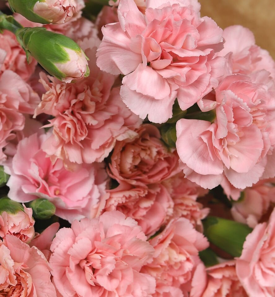 Pudra Karanfil Çiçek Buketi