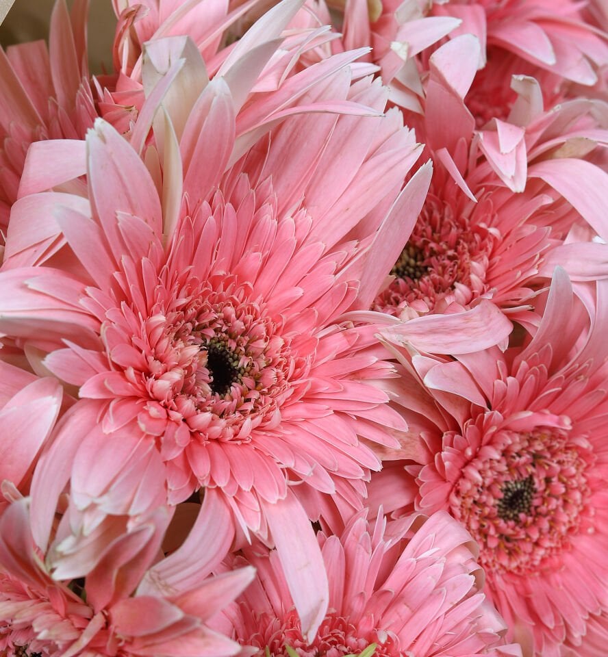 Pembe Gerbera Buketi