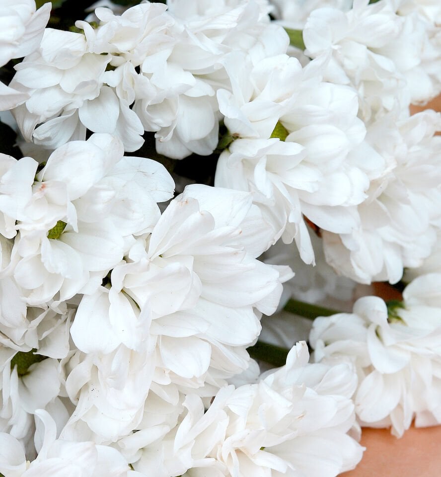 Doğal Beyaz Papatya Buketi