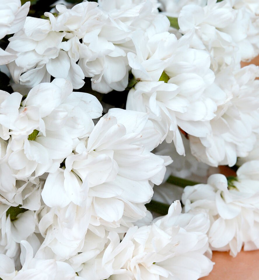 Doğal Beyaz Papatya Buketi