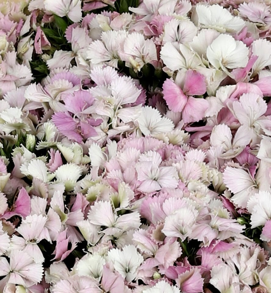 Pembe Beyaz Hüsnüyusuf Buketi