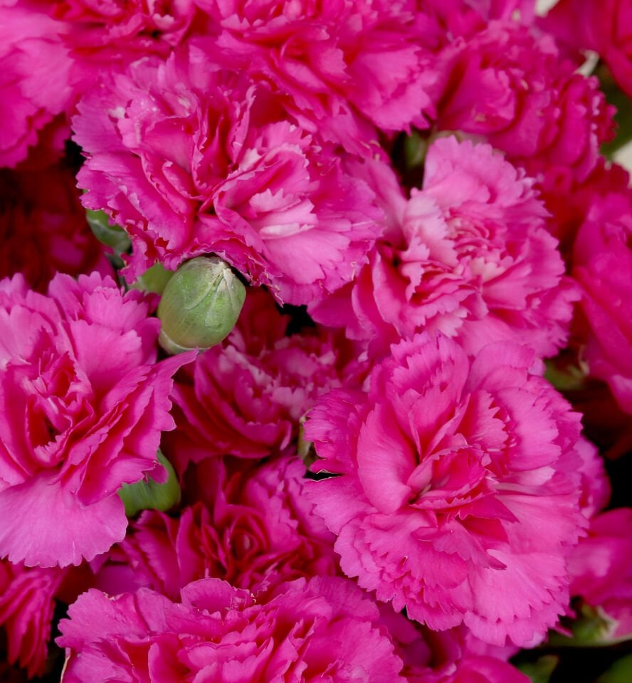 Canlı Fuşya Karanfil Buketi