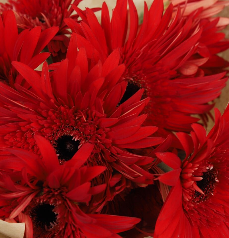 Kırmızı Gerbera Çiçek Buketi