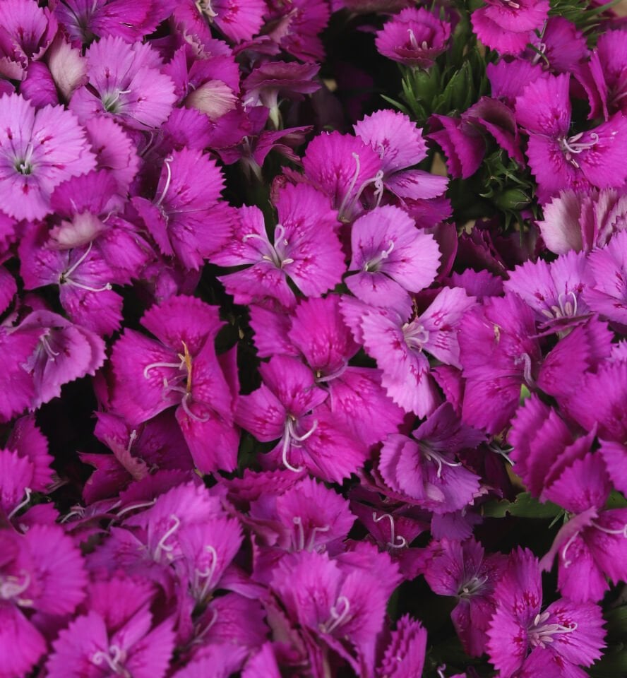 Mor Büyü Hüsnüyusuf Buketi