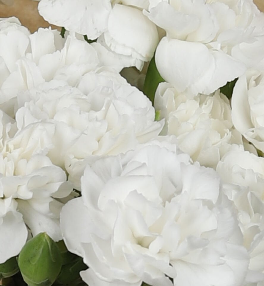 Beyaz Zarafet Karanfil Buketi