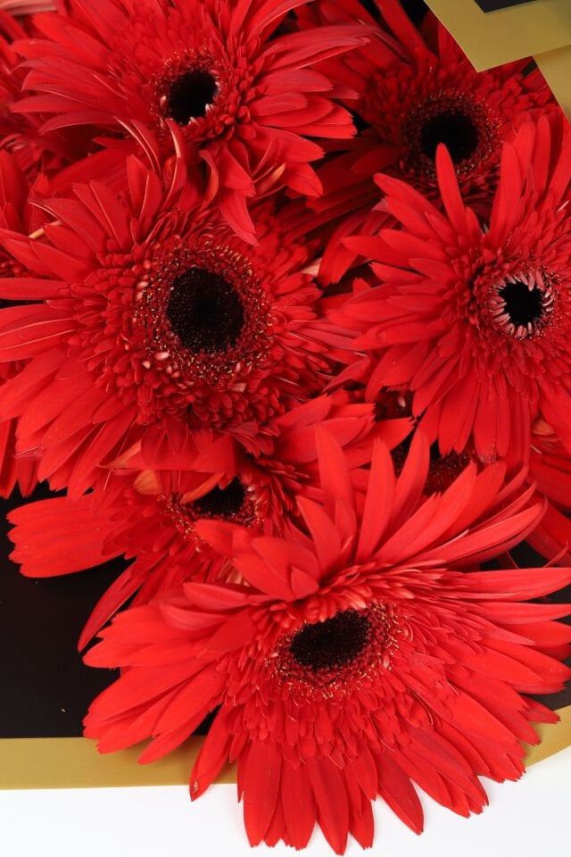 Kırmızı Gerbera Buketi