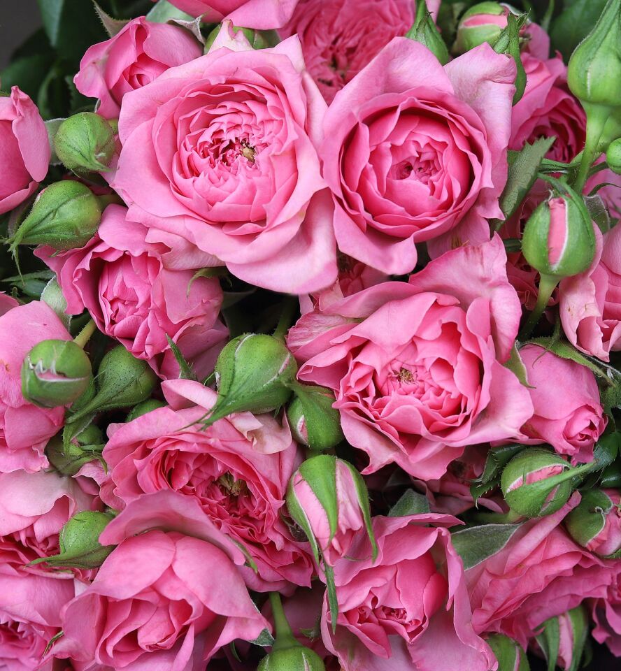 Pembe Çardak Gül Buketi