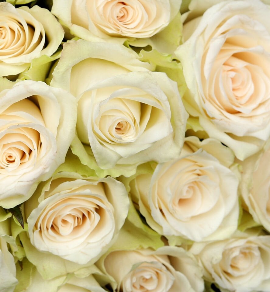 Zarif Beyaz Gül Buketi