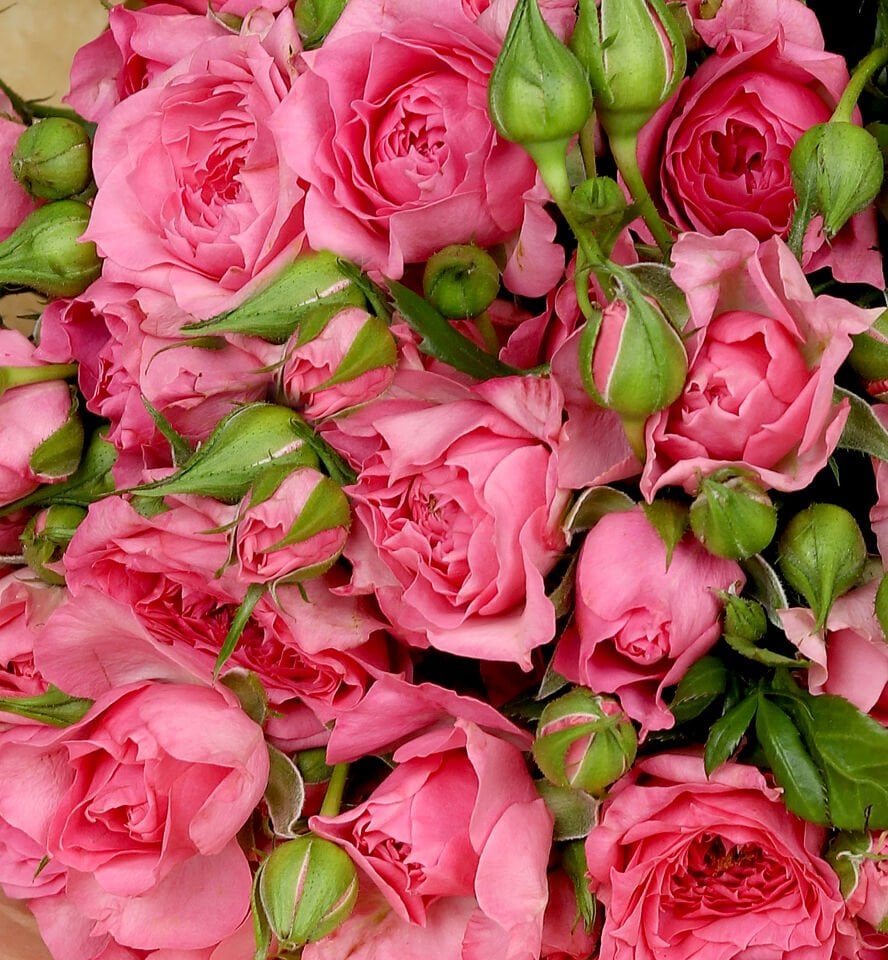 Pembe Çardak Gül Buketi