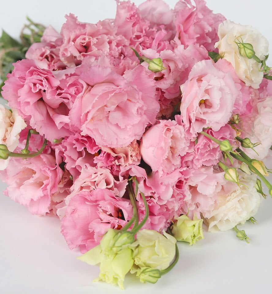 Pudra Lisyantus Buketi