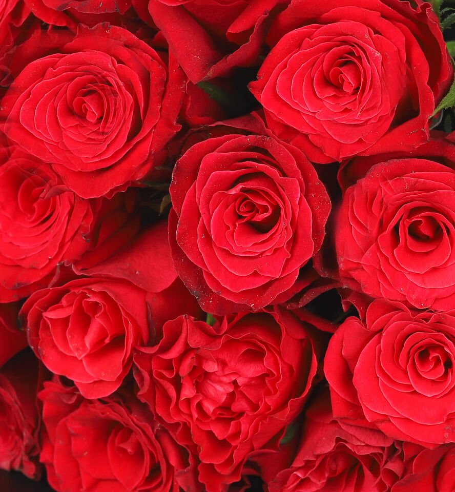 Aşkın Kırmızı 19'lu Gül Buketi