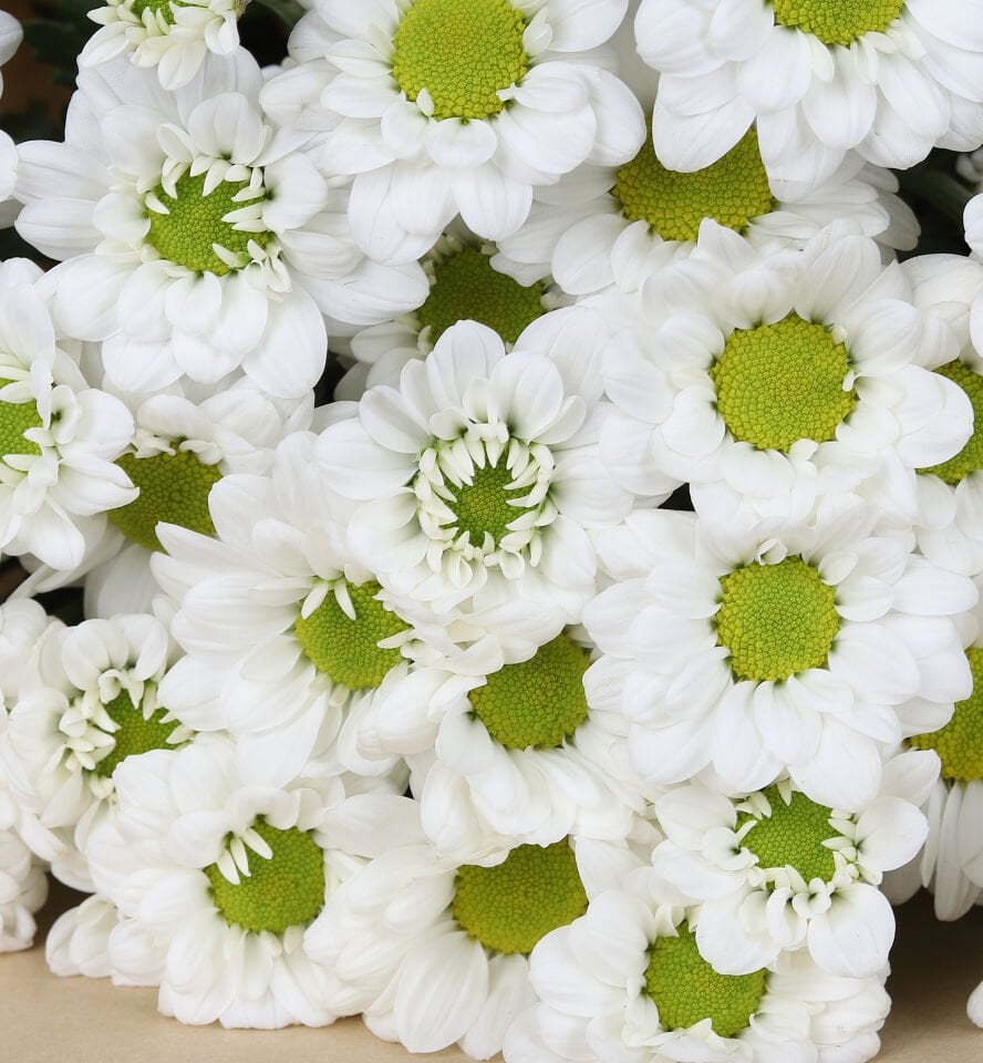 Doğal Papatya Buketi