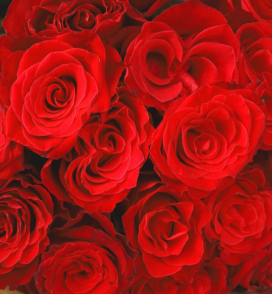 Kraft Kırmızı 19'li Gül Buketi