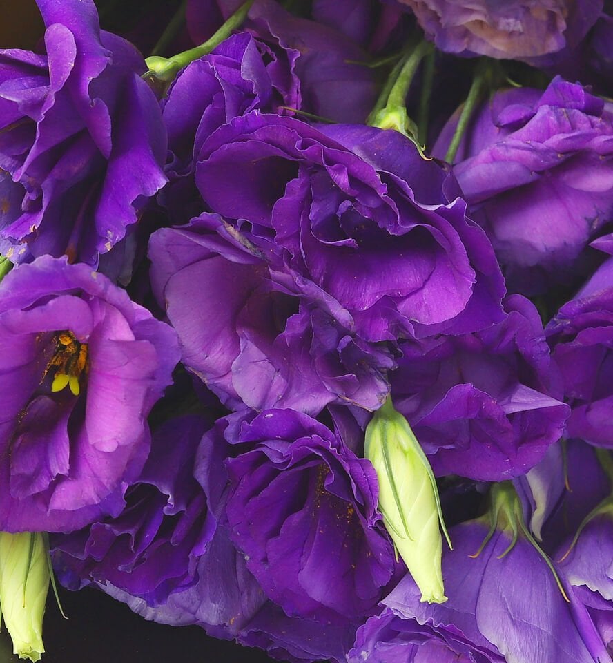 Asil Mor Lisyantus Buketi