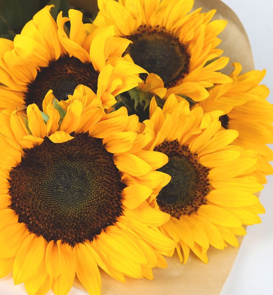 Günebakan Ayçiçeği Buketi