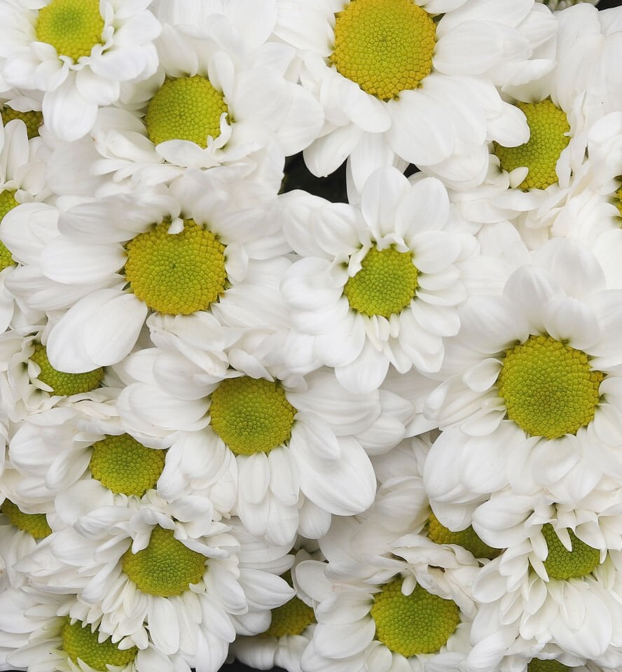 Siyah Zarfta Papatya Buketi