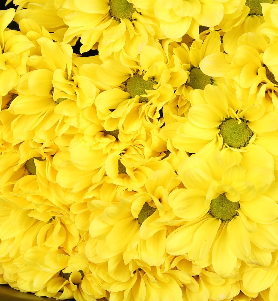 Sarı Papatya Buketi