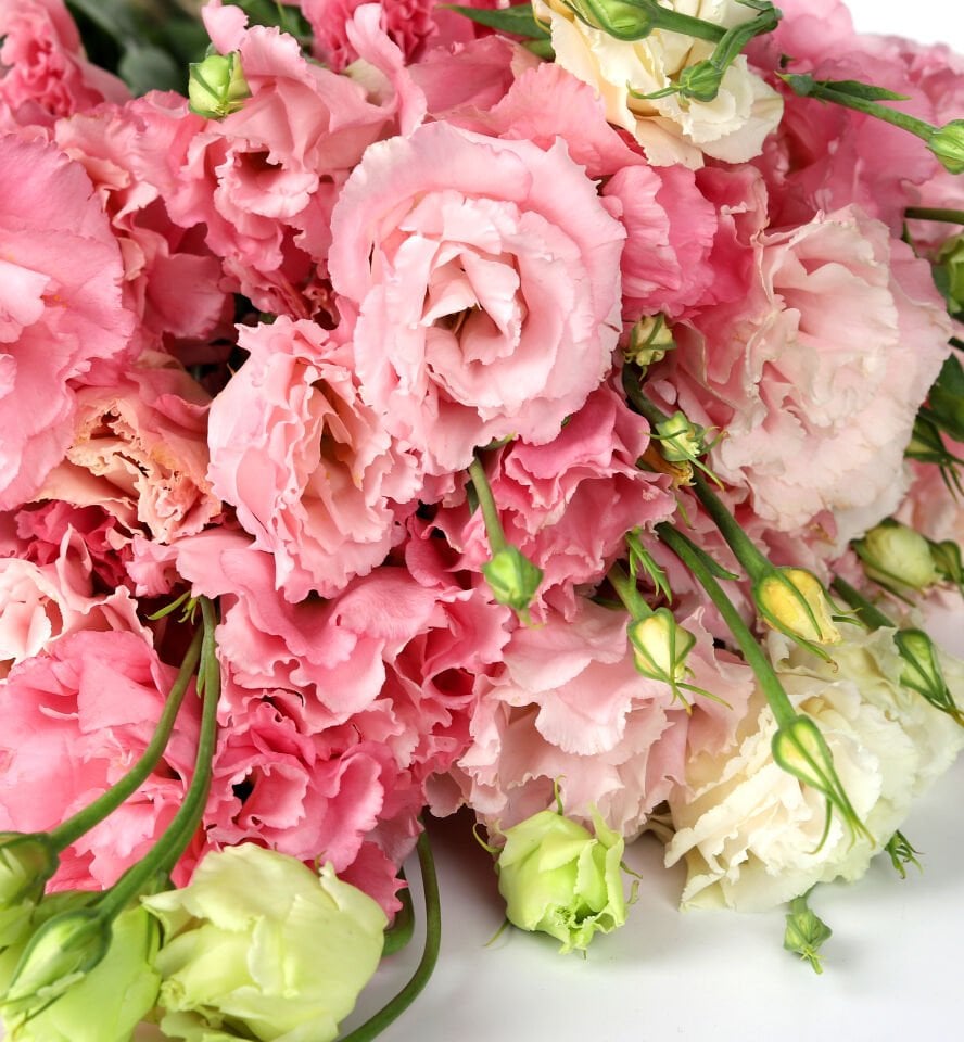 Kraft Pembe Lisyantus Buketi